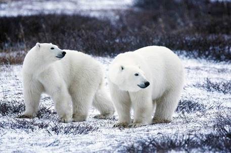 熊, 極, 屋外, 動物 が含まれている画像

非常に高い精度で生成された説明